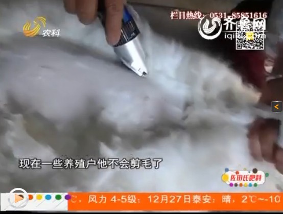 在冬季和夏季，長毛兔和家兔都有不同的處理方法。